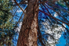 Reaching the Sky - Yosemite N.P. CA.