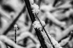 Snow on a Twig - Bavaria Germany