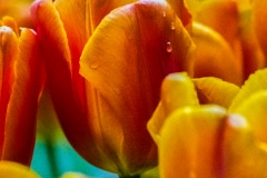 Teardrops on a Tulip - Milwaukee, WI.