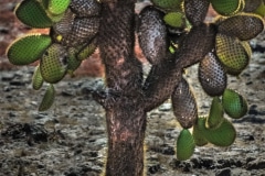 The Cactus Tree - Galapagos Islands