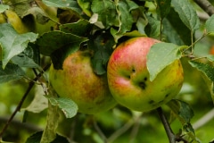 Twin Apples - Burtrum, MN.