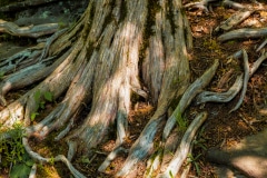 Twisted Up at Shawnee - Shawnee National Forest IL.