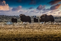A Family Meeting - Nunavut, Canada.