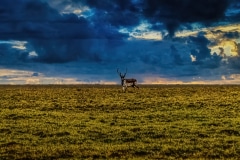 Arctic Caribou - Nunavut, Canada.