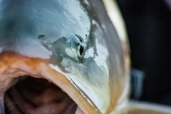 Arctic Lake Trout - Nunavut, Canada.