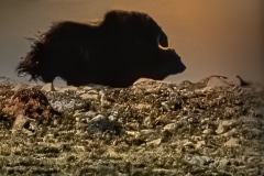 Muskox on Speed - Nunavut, Canada.