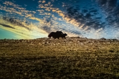 Walking the Baby - Nunavut, Canada.