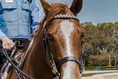 A Chicago Lone Ranger - Grant-Park, Chicago, IL.  Ori