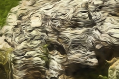 Abstract-at-Shawnee-Shawnee-National-Forest-IL-7157-Edit.2jpeg