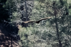An Afternoon with Flight - Morgan Hill CA.