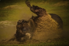 Bathtime-in-Dirt-Roosevelt-N.P.-ND-1-of-1-4Edit