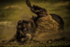 Bathtime-in-Dirt-Roosevelt-N.P.-ND-1-of-1-Ed2it