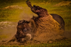 Bathtime-in-Dirt-Roosevelt-N.P.-ND-1-of-1