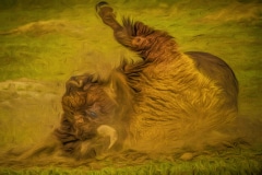 Bathtime-in-Dirt-Roosevelt-N.P.-ND-1-of-16-Edit