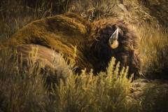 Nap-Time-Roosevelt-N.P.-ND-1-o4-Edit