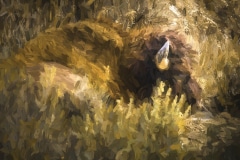 Nap-Time-Roosevelt-N.P.-ND-1-of-1-3Edit