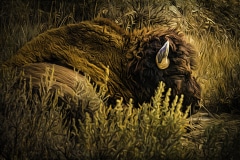 Nap-Time-Roosevelt-N.P.-ND-1-of-1-6dit