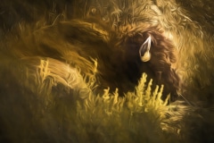 Nap-Time-Roosevelt-N.P.-ND-1-of-1-Ed5it