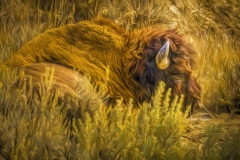 Nap-Time-Roosevelt-N.P.-ND-1-of-17-Edit