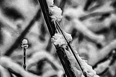 Snow on a Twig - Bavaria, Germany