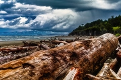 Washed Up - Ocean Shores, WA