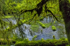 A Pond  in a Rainforest - Hoh Rainforest N.P. WA,