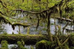 A Rainforest Pond - Olympic N.P. WA.