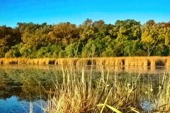 Reflections on a Lake - Lake Villa, IL.