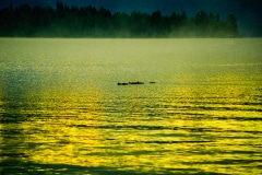 Early Morning Swim - Priest Lake, ID.