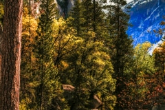 Overcast in the Valley - Yosemite N.P. CA.