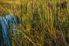 Wetlands in Autumn - Reedsburg, WI.