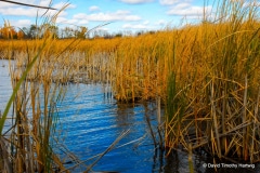 Wetlands in Autumn - Lindenhurst IL.