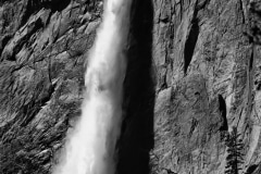 Water on a Tree (Black & White)  - Yosemite N.P. CA.