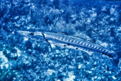 Baracuda - Grand Cayman Island, Grand Cayman.