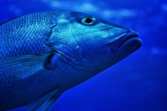 Big Fish - Roatan, Honduras