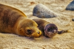Family - Galapagos Islands