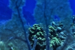 Fan Coral - St. Lucia