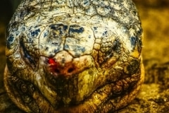 I'm Not a Snake - Galapagos Islands