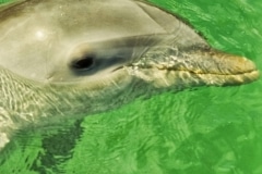 My New Friend - Bahama Islands