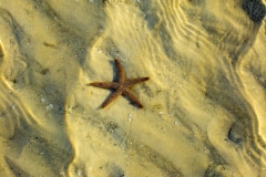 Sand, Water and a Starfish - Bonita Springs , FL.