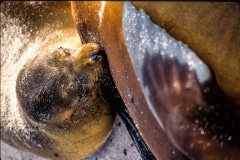 Snack Time - Galapagos Islands