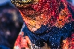 They Call Me Godzilla - Galapagos Islands