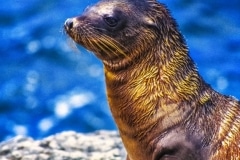 Time for a Tan - Galapagos Islands