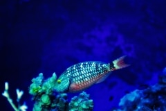 Yellow Eye - Maui, HA,