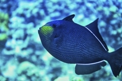 Yellow Nose - Grand Cayman Island, Grand Cayman.