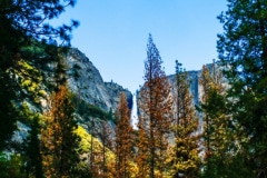 A Waterfall in a Forest - Yosemite  CA.