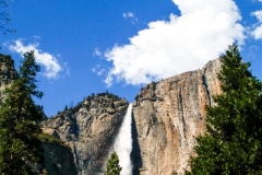 Waterfall on a Tree - Yosemite CA.