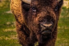 A Bison Faceoff -  Roosevelt NP, ND.