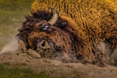 A Bison Facial - Roosevelt NP, ND.