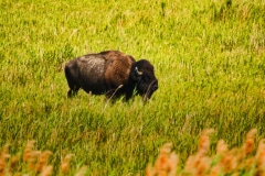 Lonely Buffalo - Antelope Island, UT.